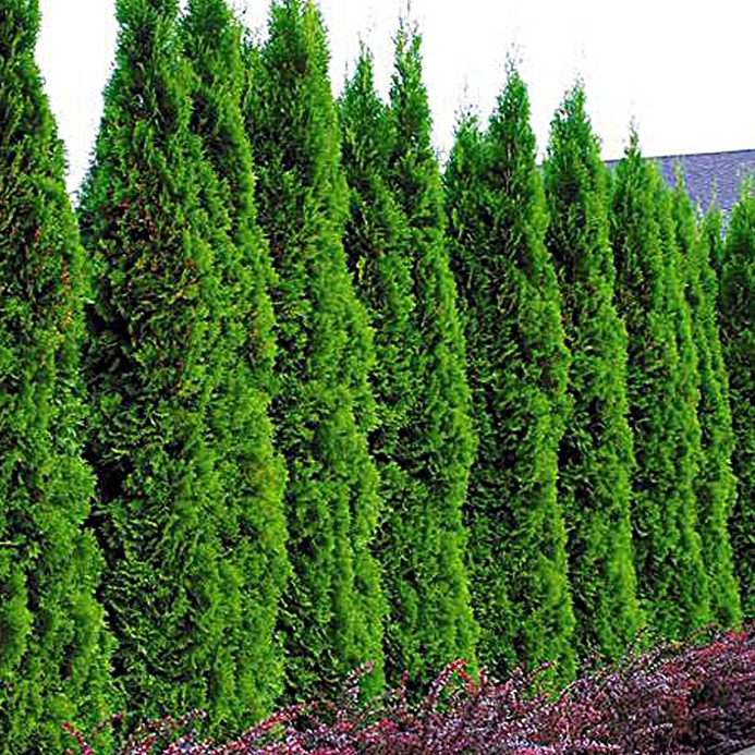 Tuja Smaragdová 180 - 200cm