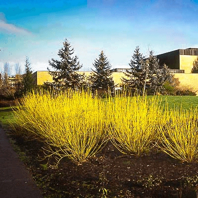 Svíb biely "FLAVIRAMEA" 10l