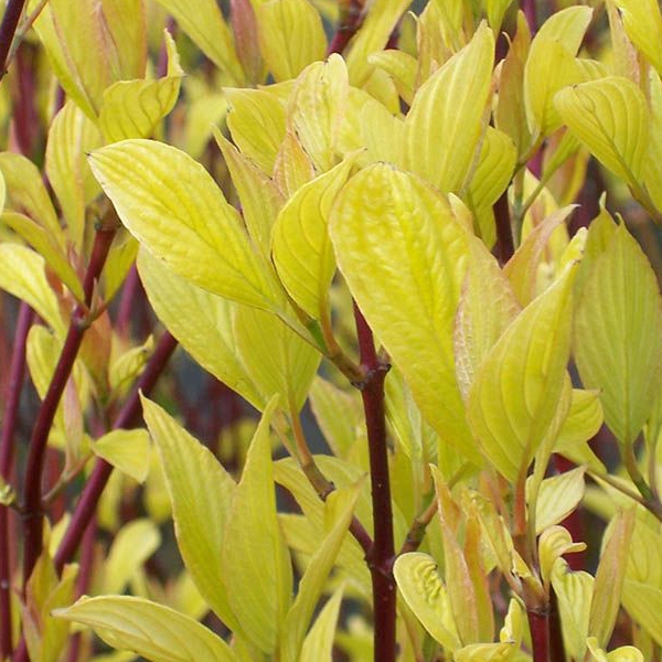 Svíb biely ´Aurea´