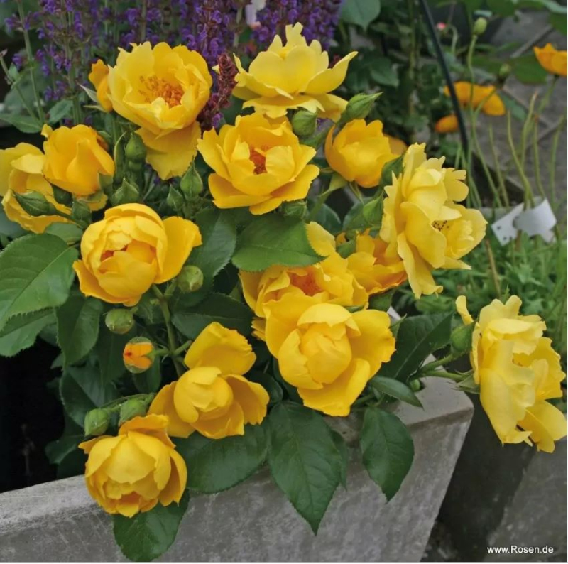 Ruža ´Lemon Fizz´