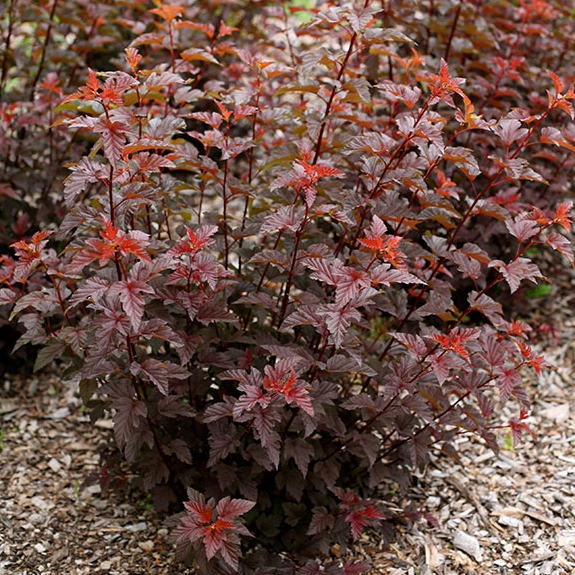 Tavoľa kalinolistá ´Lady in Red´