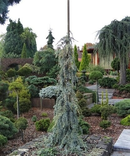 Céder libanonský ´Atlantica La Fontaine´