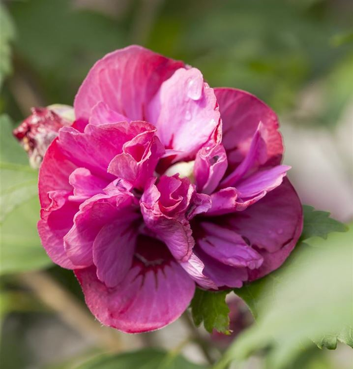 Ibištek sýrsky ´Duc De Brabant´