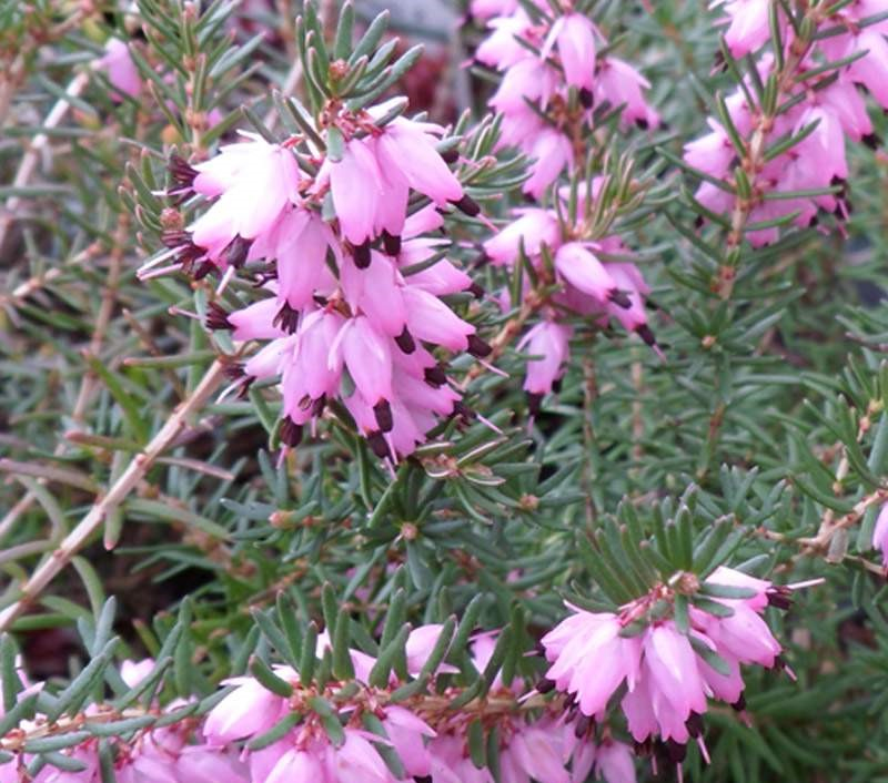 Vresovec pleťový ´J.W. Porter´