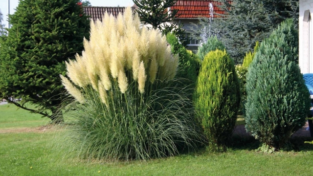 Pampová tráva - Kortadéria ´Evita´