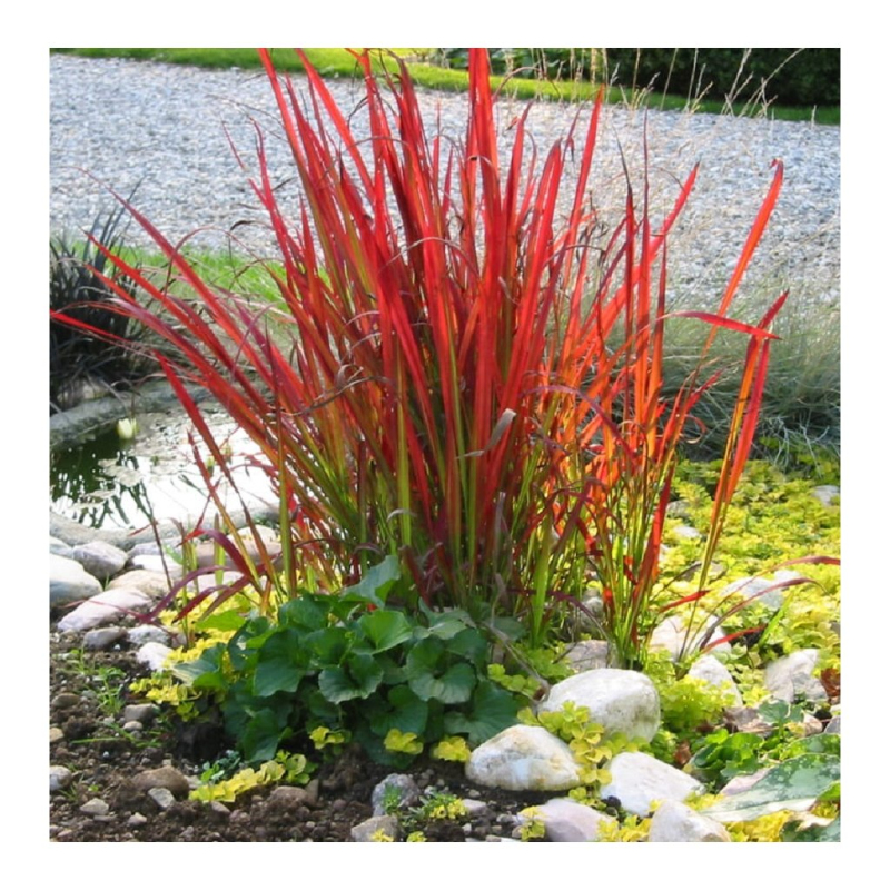 Imperáta cylindrická ´Red Baron´ 1l