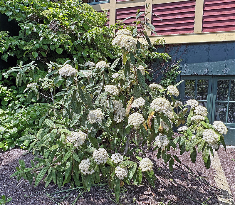 Kalina vrásčitolistá 3l