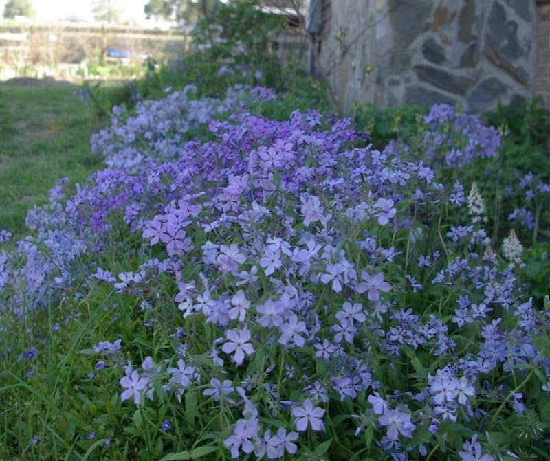 Flox rozložitý ´Clouds of Perfume´