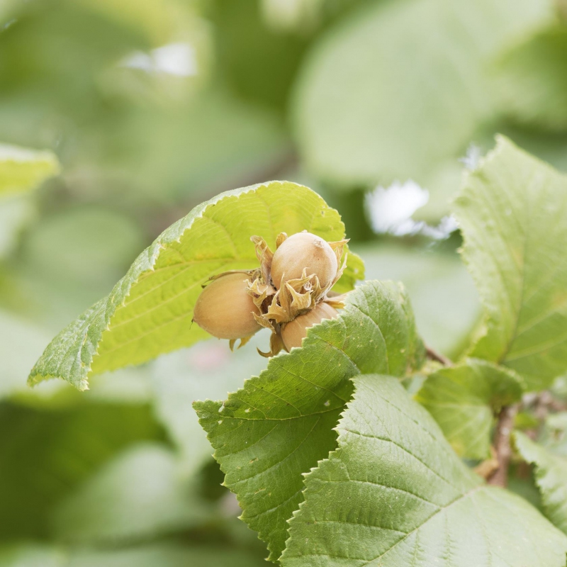 Lieska Obyčajná ´Segorbe´, kont. 5l