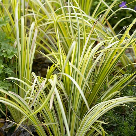 Puškvorec trávolistý ´Ogon´