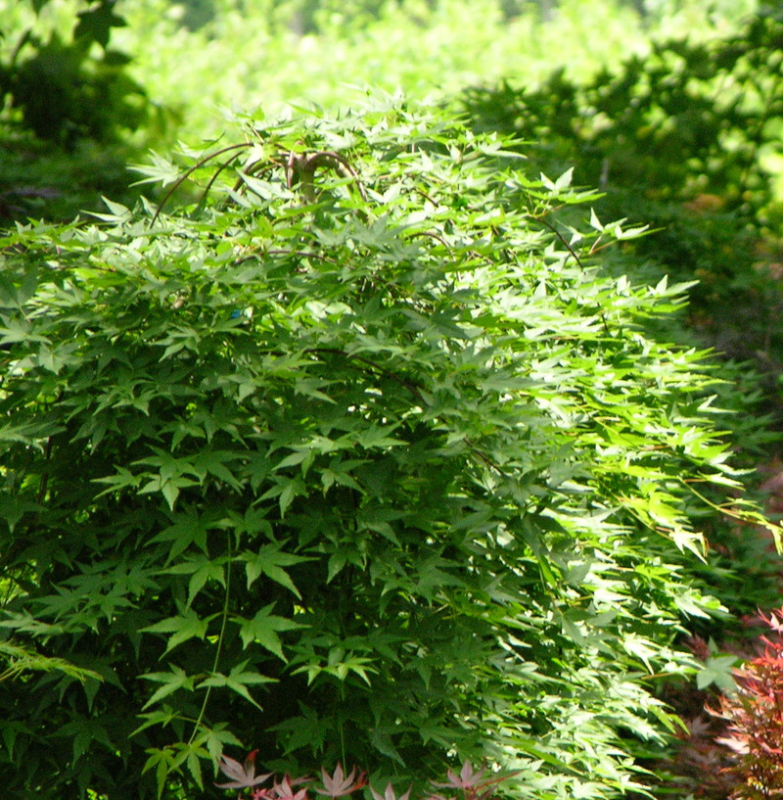 Javor dlanitolistý ´Rhyusen´ na kmienku