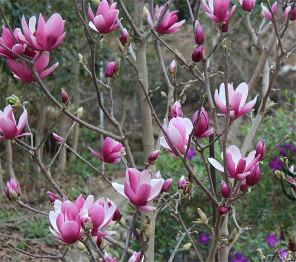 Magnolia ´Andre Leroy´