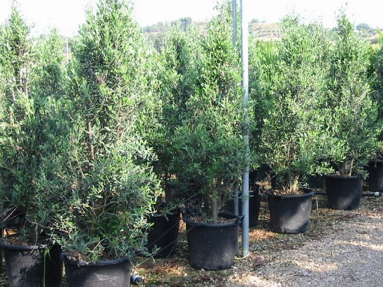 Olivovník európsky ´Cipressino´ 190 - 200cm