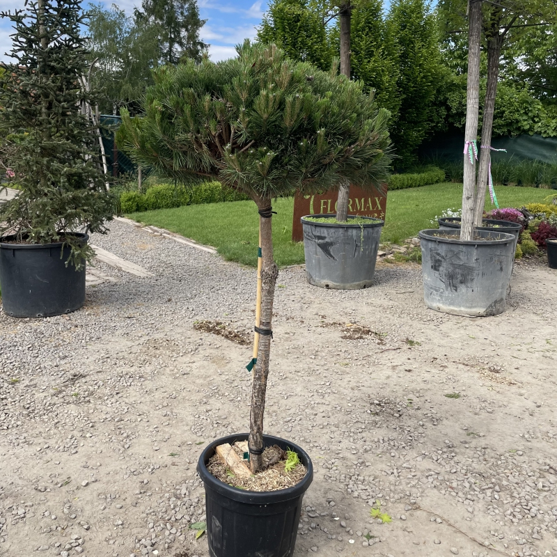 Borovica čierna ’ Brepo´ na kmienku 70cm