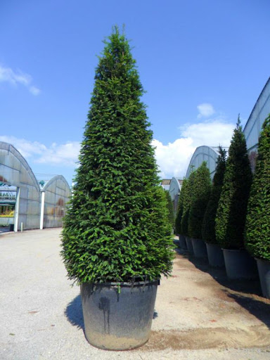 Tis obyčajný ´Cono´