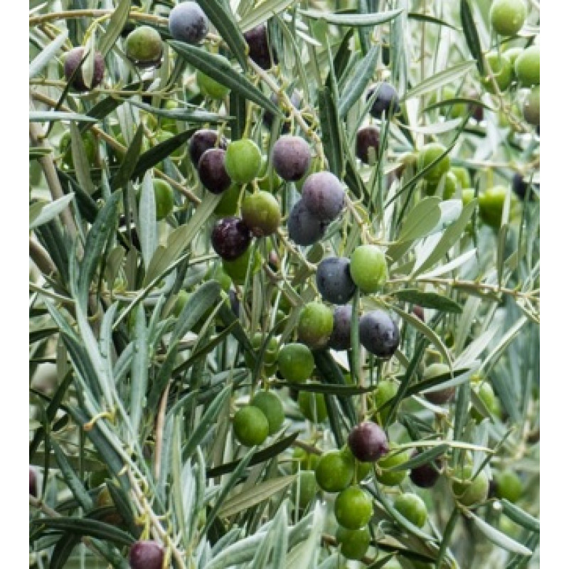 Olivovník európsky ´Cipressino´ 80 - 100cm