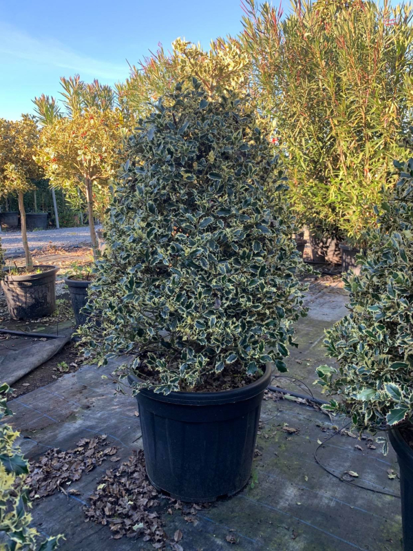 Cezmína ostrolistá ´Variegatum Cono´