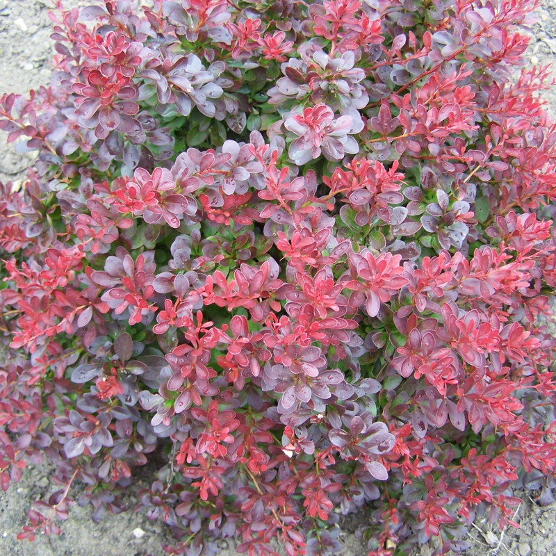 Dráč Thunbergov ´Atropurpurea Nana´