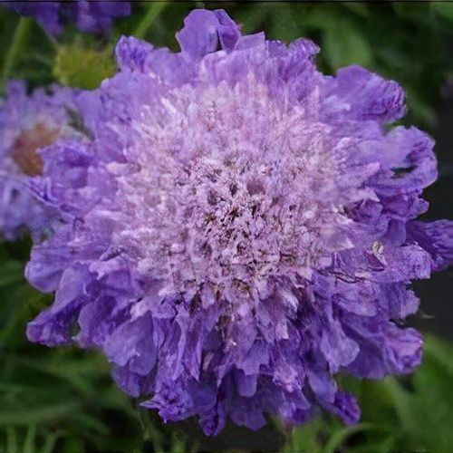 Hlaváč japonský ´Blue Note´