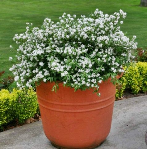 Trojpuk nežný ´Nikko´