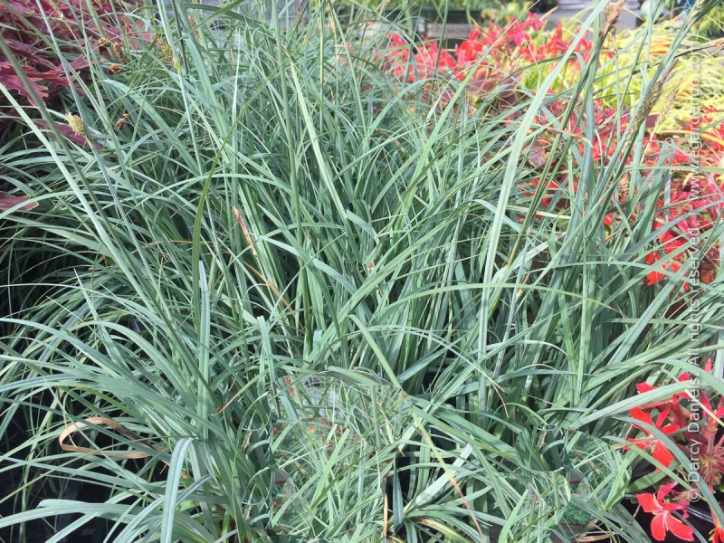 Ostrica ´Blue Zinger´ 1,5L