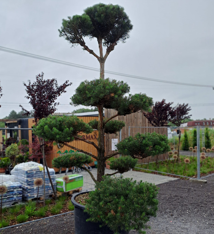 Borovica horská ´ Bonsaj´ 300/350cm