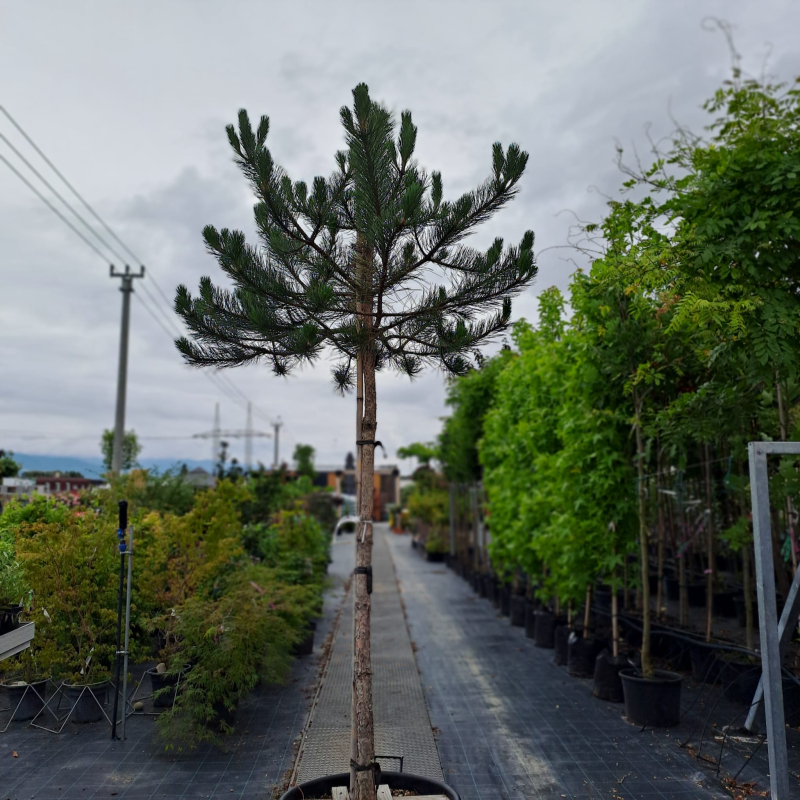 Borovica čierna  na kmienku