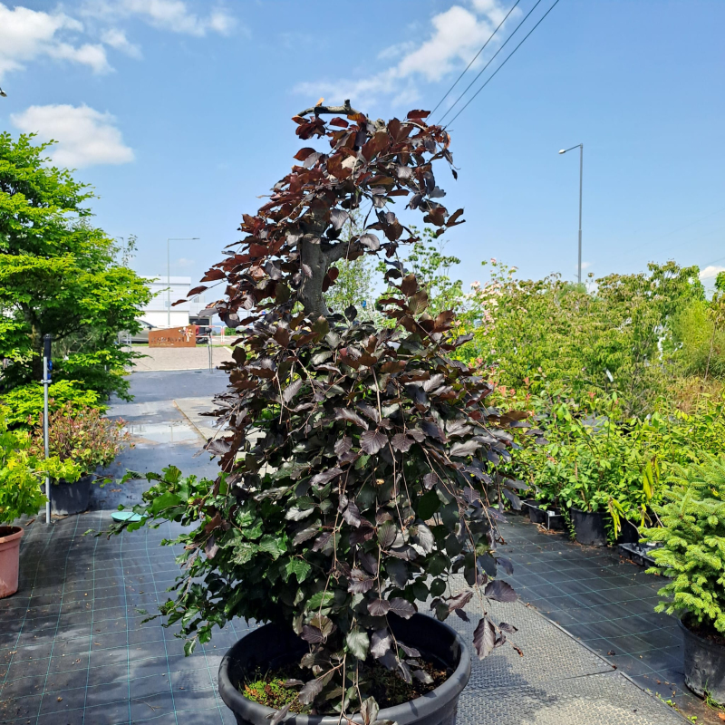 Buk červený previslý