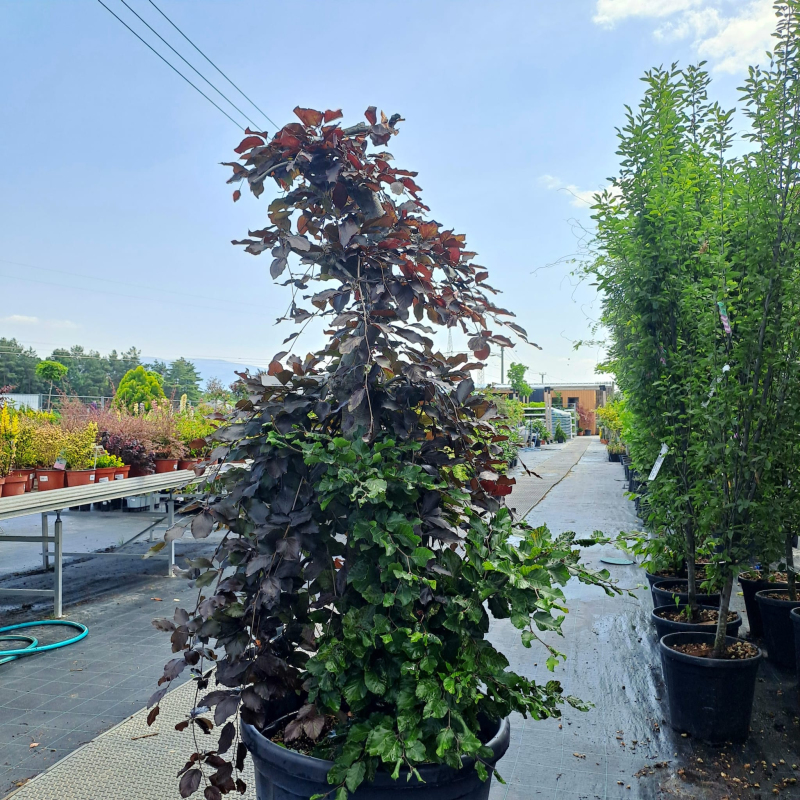 Buk červený previslý