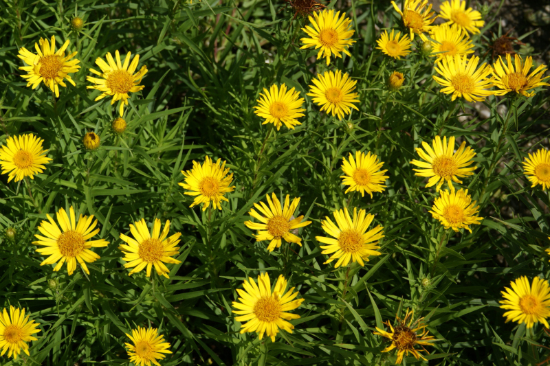 Inula ensifolia - oman ´Yellow´