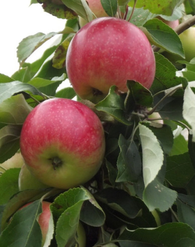 Jabloň ´Šampión´ zimná, podp.MM106, kont. 5l