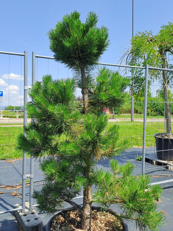 Borovica čierna ´Bonsaj´