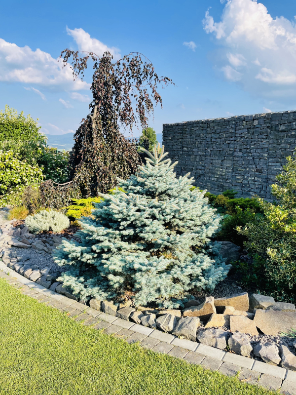 Smrek pichľavý ‘Glauca Globosa´