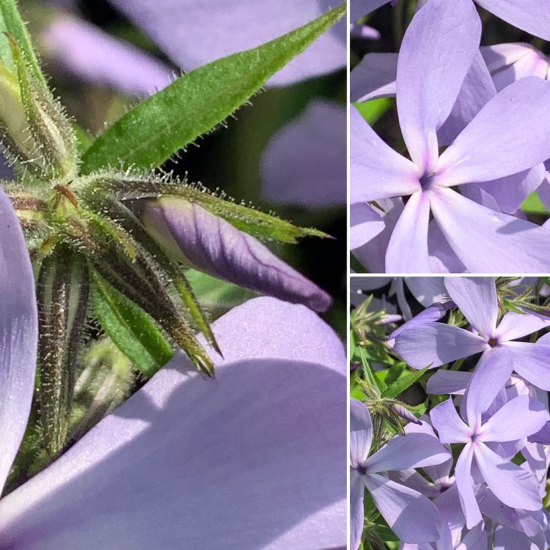 Flox rozložitý ´Clouds of Perfume´