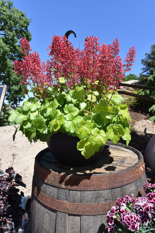 Heuchera  ´Little Cutie Sweet Tart´