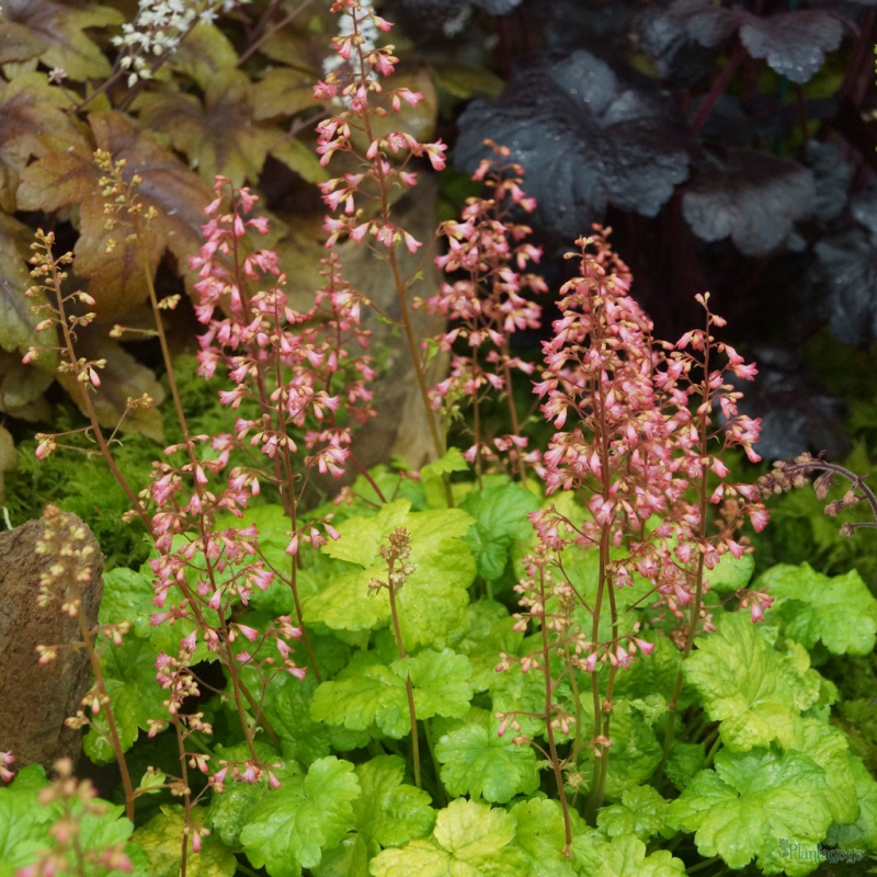 Heuchera  ´Little Cutie Sweet Tart´