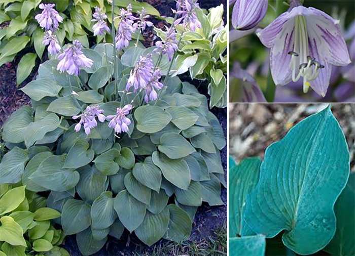 Hosta  ´Blue Cadet´