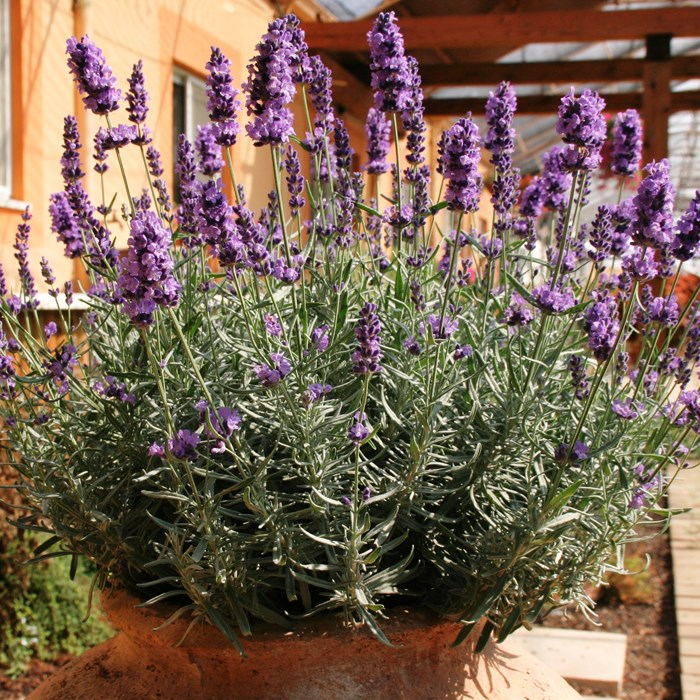 Levanduľa ‘Hidcote Blue’