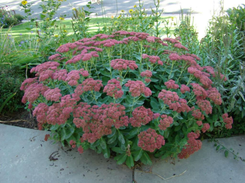 Rozchodník nádherný  ’Herbstfreude’