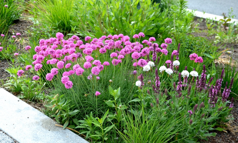 Trávnička "Armada Rose"