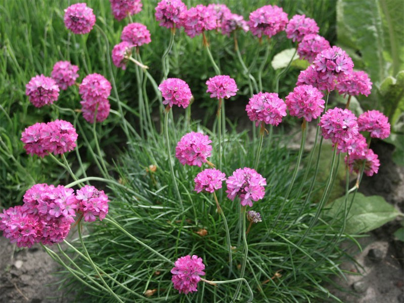 Trávnička "Armada Rose"