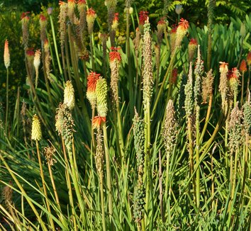 Fakľovka ’Minister Verschuur’