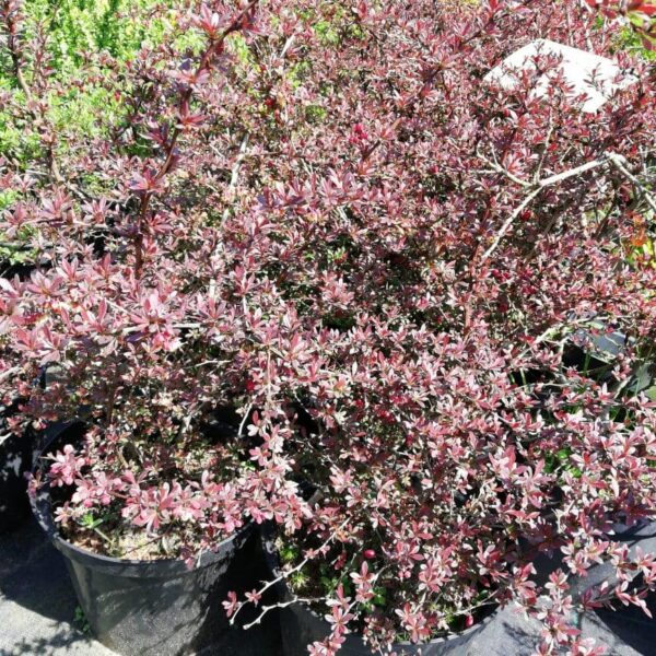 Dráč Thunbergov ´Red Dream´