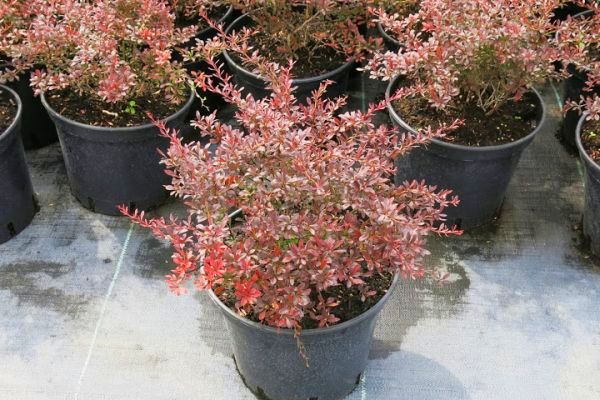 Dráč Thunbergov ´Red Dream´