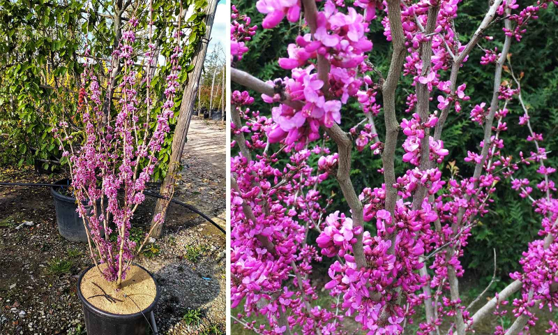 Judášovec čínsky ´Avondale´