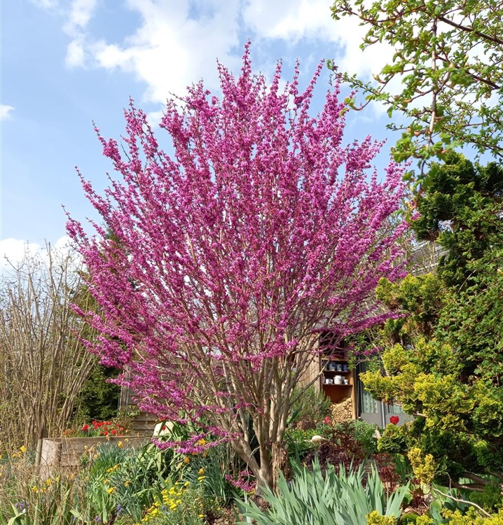 Judášovec čínsky ´Avondale´