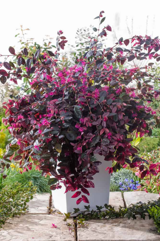 Loropetalum čínske ´Fire Dance´