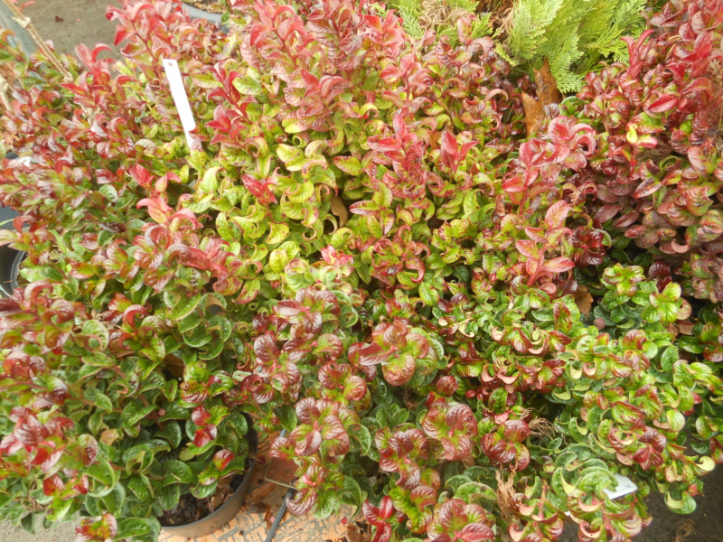 Leukote axillaris ´Curly Red´