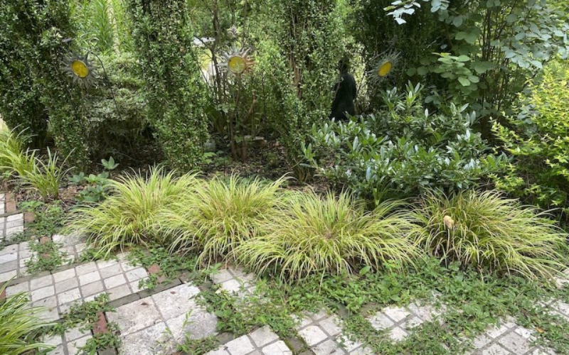 Puškvorec trávolistý ´Ogon´