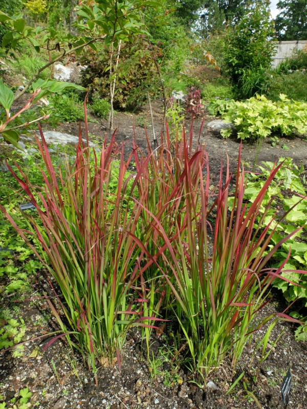 Imperáta cylindrická ´Red Baron´ 1l